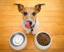 为什么说狗粮配方不是一张固定的“纸”？