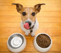 狗粮膨化过程中对狗粮营养价值有哪些影响？