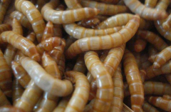 黄粉虫吃什么食物？