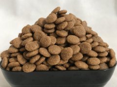 狗狗晚上不睡觉的三大原因